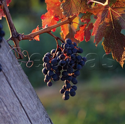 Cabernet Sauvignon grapes Lakeview Cellars  Ontario Province Canada Niagara Peninsula