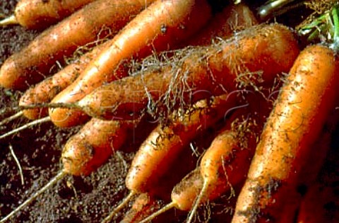 Freshly dug carrots