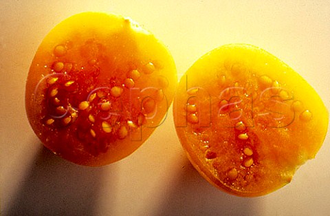 Cross section of a Cape Gooseberry    Physalis