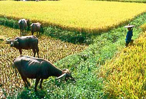 Li people tending the rice crop China