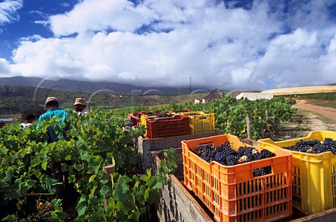 Crates of Pinot Noir grapes on the   Bouchard Finlayson estate Hermanus   South Africa     WO Overberg