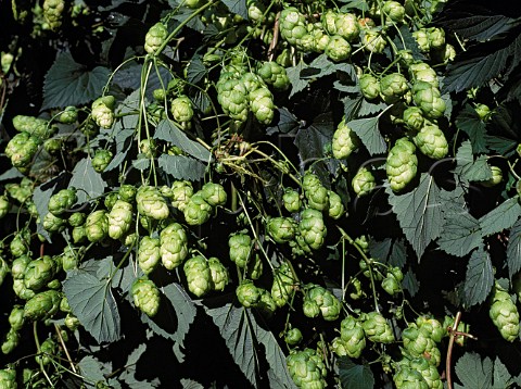 Hops growing Dormington Hereford