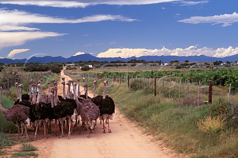 Flock of Ostriches on track by Grundheim Vineyards Calitzdorp Little Karoo South Africa Klein Karoo