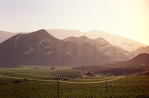 Vineyards in the Koo Valley near   Montague Little Karoo South Africa   Klein Karoo