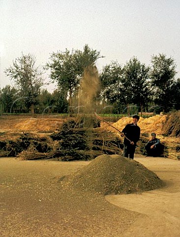 Winnowing corn by hand Dunhuang  Gansu Province China