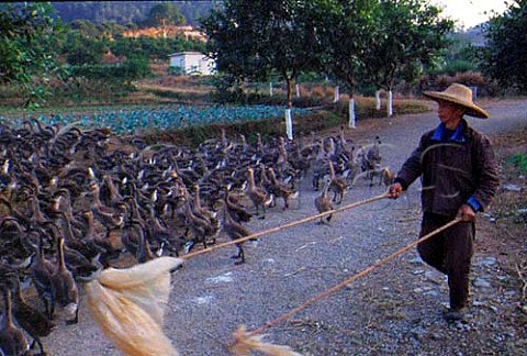 Herding geese on a rural farm  China