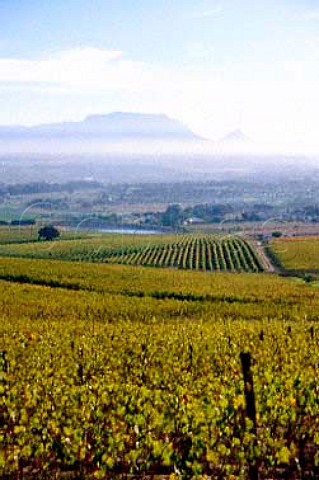 View over vineyards of Saxenburg with   Table Mountain beyond Stellenbosch   South Africa