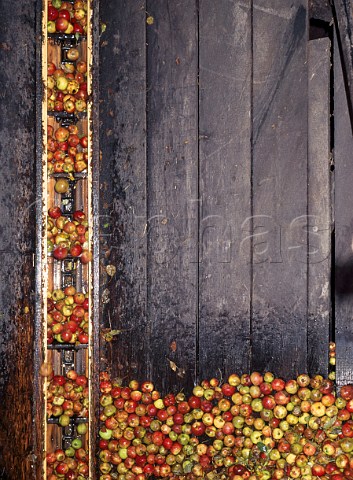 Stoke Red and Yarlington Mill apples   Burrow Hill Cider Farm Kingsbury Episcopi Somerset   England