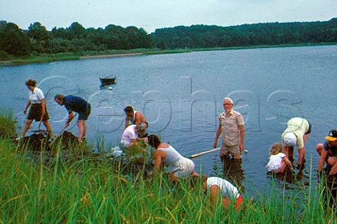 Clam digging Salt Pond Eastham   Massachusetts USA