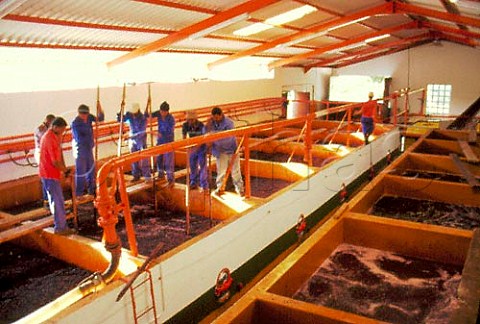 Workers punchingdown the grape skins of   Pinotage fermenting in concrete tanks   Kanonkop Estate  Stellenbosch South Africa