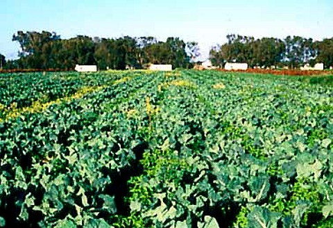 Field of cauliflowers