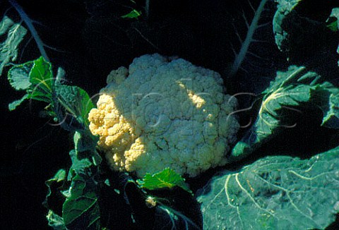 Cauliflower growing