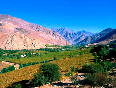 Vineyards near Monte Grande in the Elqui Valley   Chile