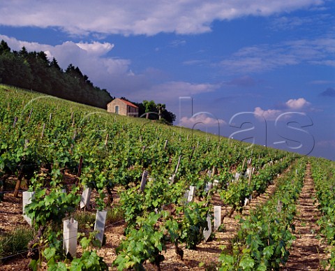 Chardonnay vineyard on the Hill of Corton owned by Bouchard Pre et Fils  AloxeCorton   Cte dOr France AC CortonCharlemagne