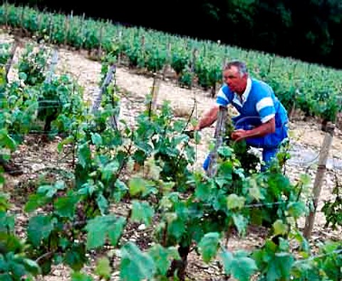 Vigneron of Bouchard Pre et Fils tightening wires and tying up vines in late May in Chardonnay vines on the Hill of Corton AloxeCorton Cte dOr France   AC CortonCharlemagne 