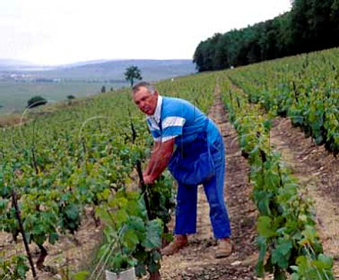 Vigneron for Bouchard Pre et Fils tightening catch wires and tying up vines in late May in Chardonnay vineyard on the Hill of Corton AloxeCorton Cte dOr France   AC CortonCharlemagne 