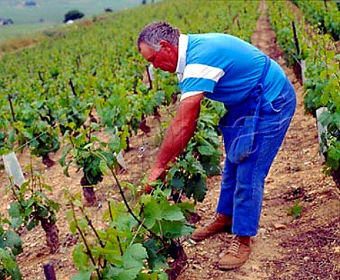 Vigneron for Bouchard Pre et Fils tightening wires and tying up vines in late May in Chardonnay vines on the Hill of Corton AloxeCorton Cte dOr France   CortonCharlemagne 
