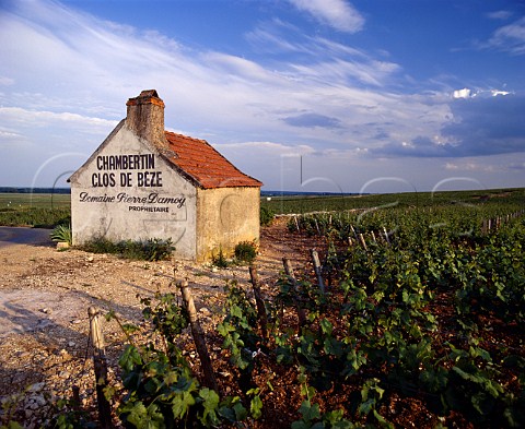 Chambertin Clos de Bze vineyard of Domaine   Pierre Damoy GevreyChambertin Cte dOr France    Cte de Nuits