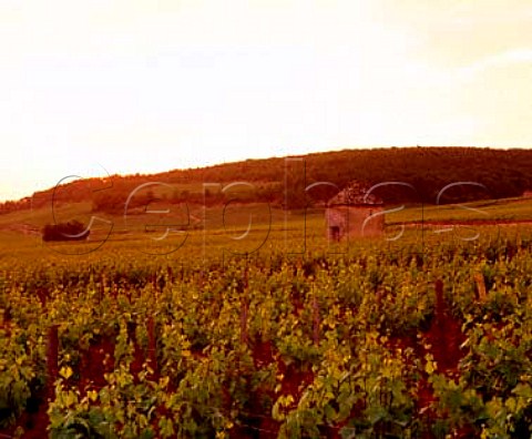 Traditional stone cabotte in vineyard at SavignylesBeaune Cte dOr France  Cte de Beaune