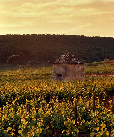 Traditional cabotte in vineyard at SavignylesBeaune Cte dOr France  Cte de Beaune