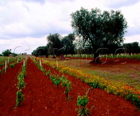 Vines and olive trees on the red soil near Sava   Puglia Italy Primitivo di Manduria