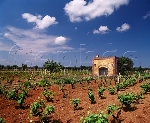 Building in vineyard near Avetrana Puglia Italy    Primitivo di Manduria