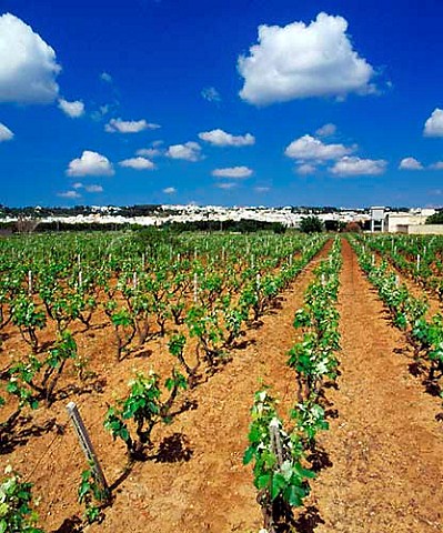 Vineyard at Tuglie Puglia Italy    Alzio DOC