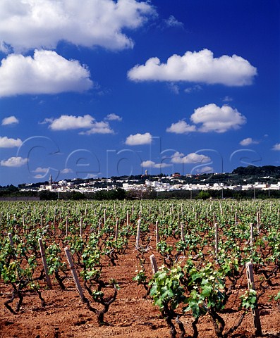 Vineyard at Tuglie Puglia Italy    Alzio DOC