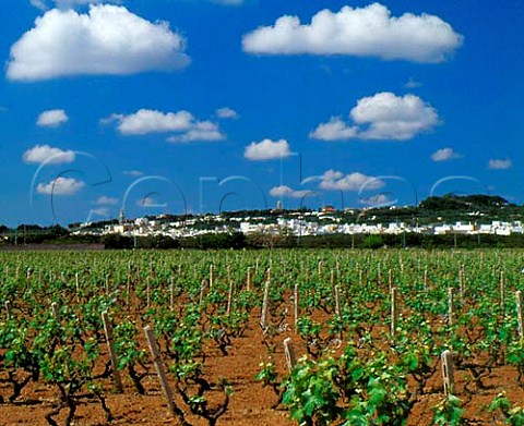 Vineyard at Tuglie Puglia Italy    Alzio DOC