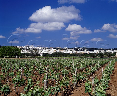 Vineyard at Tuglie Puglia Italy    Alzio DOC