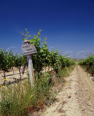 Pinot Nero vines on the Gancia Torrebianco estate near Andria Puglia Italy   Castel del Monte