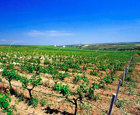 Gancia Torrebianco vineyards near Andria   Puglia Italy   Castel del Monte