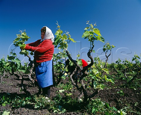 Stripping excess shoots from Negroamaro and Malvasia Nera vines in vineyard of Cosimo Taurino Guagnano   Puglia Italy Salice Salentino DOC