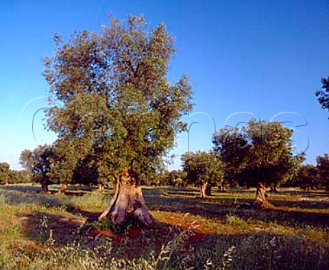 Ancient olive grove near Porto Cesreo   Puglia Italy