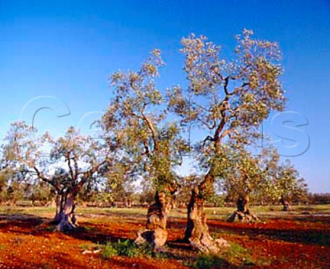 Ancient olive grove near Porto Cesreo   Puglia Italy