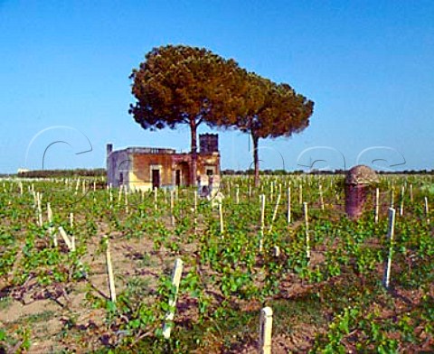 Chardonnay vineyard of Cosimo Taurino Guagnano   Puglia Italy