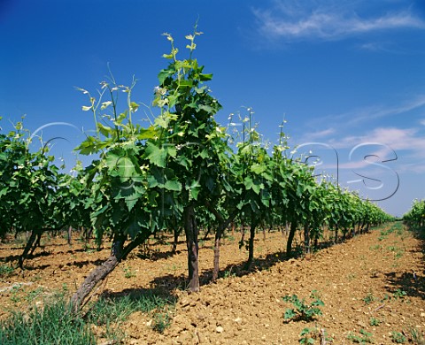 Negroamaro vineyard trained on wires Spalliera Squinzano Puglia Italy
