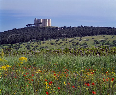 Spring flowers and vineyard below the   13thcentury Castl del Monte near Corato Puglia Italy   Castl del Monte DOC