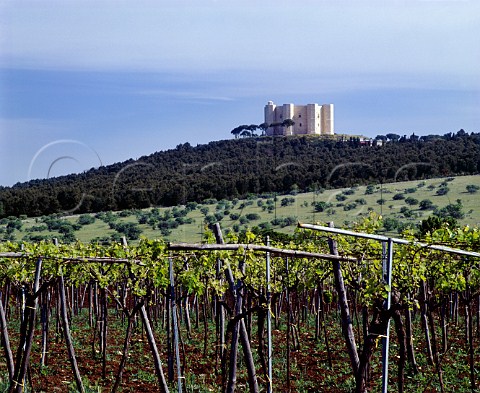 Vineyard below the 13thcentury Castel del Monte   Puglia Italy    Castel del Monte DOC