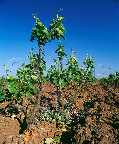 Negroamaro vines in the Notarpanaro vineyard of Cosimo Taurino San Dnaci Puglia Italy Salento