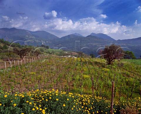 Vineyard in the hills above Verbicaro with the Apennines in distance Calabria   Italy  Verbicaro