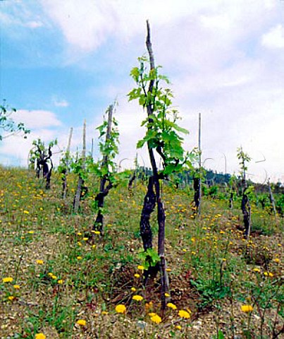 Alberello trained vines near Verbicaro Calabria   Italy Verbicaro vdt