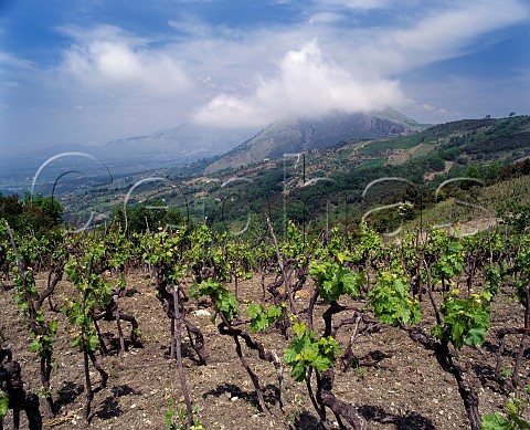 Vineyard near Verbicaro Calabria Italy Verbicaro