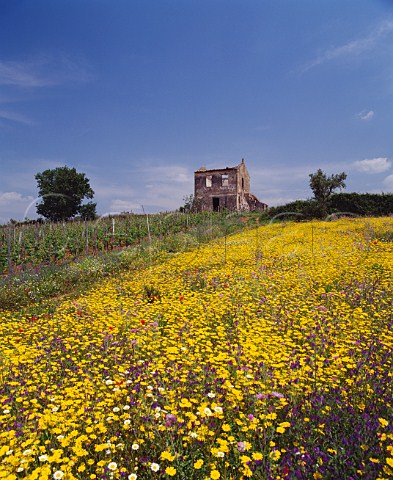 Spring flowers by vineyard of Antonio Fortunato near Verbicaro Calabria Italy  Verbicaro vdt