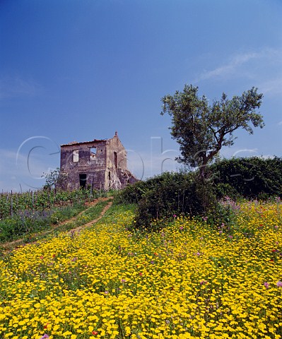 Spring flowers alongside vineyard of Antonio   Fortunato near Verbicaro Calabria Italy  Verbicaro