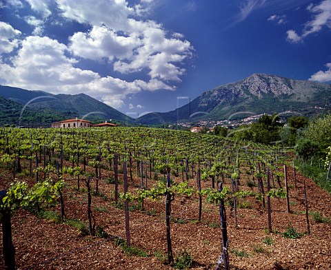 Vineyards at Foglianese Campania Italy Aglianico del Taburno DOC