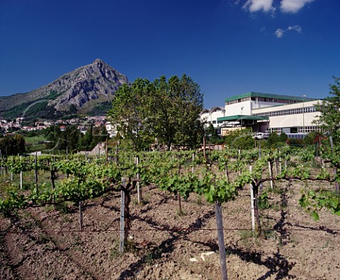 Vineyard by the Cantina del Taburno with the  unusual training system raggiera of the Aglianico vines in this region  Foglianese Campania Italy   Aglianico del Taburno DOC