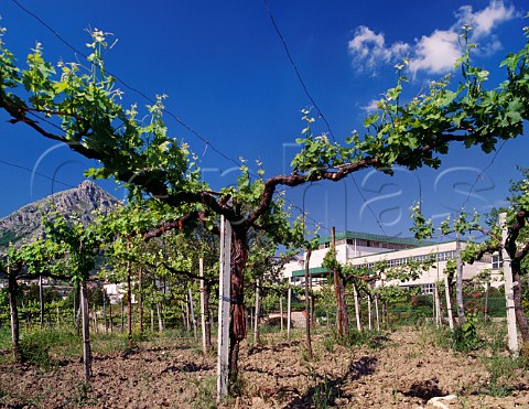 Raggieratrained vineyard by the Cantina del Taburno Foglianese Campania Italy   Aglianico del Taburno
