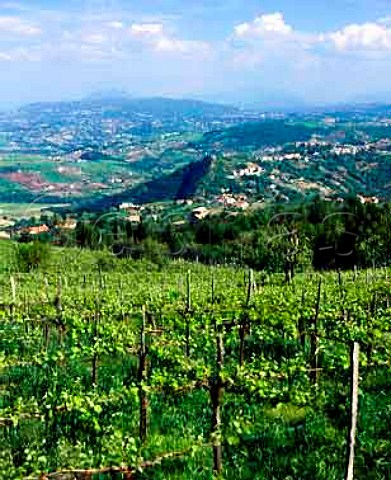 Raggieratrained vineyard near Foglianese Campania   Italy  Aglianico del Taburno DOC