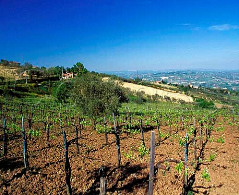Raggiera trained vineyard near Foglianese Campania   Italy  Aglianico del Taburno DOC